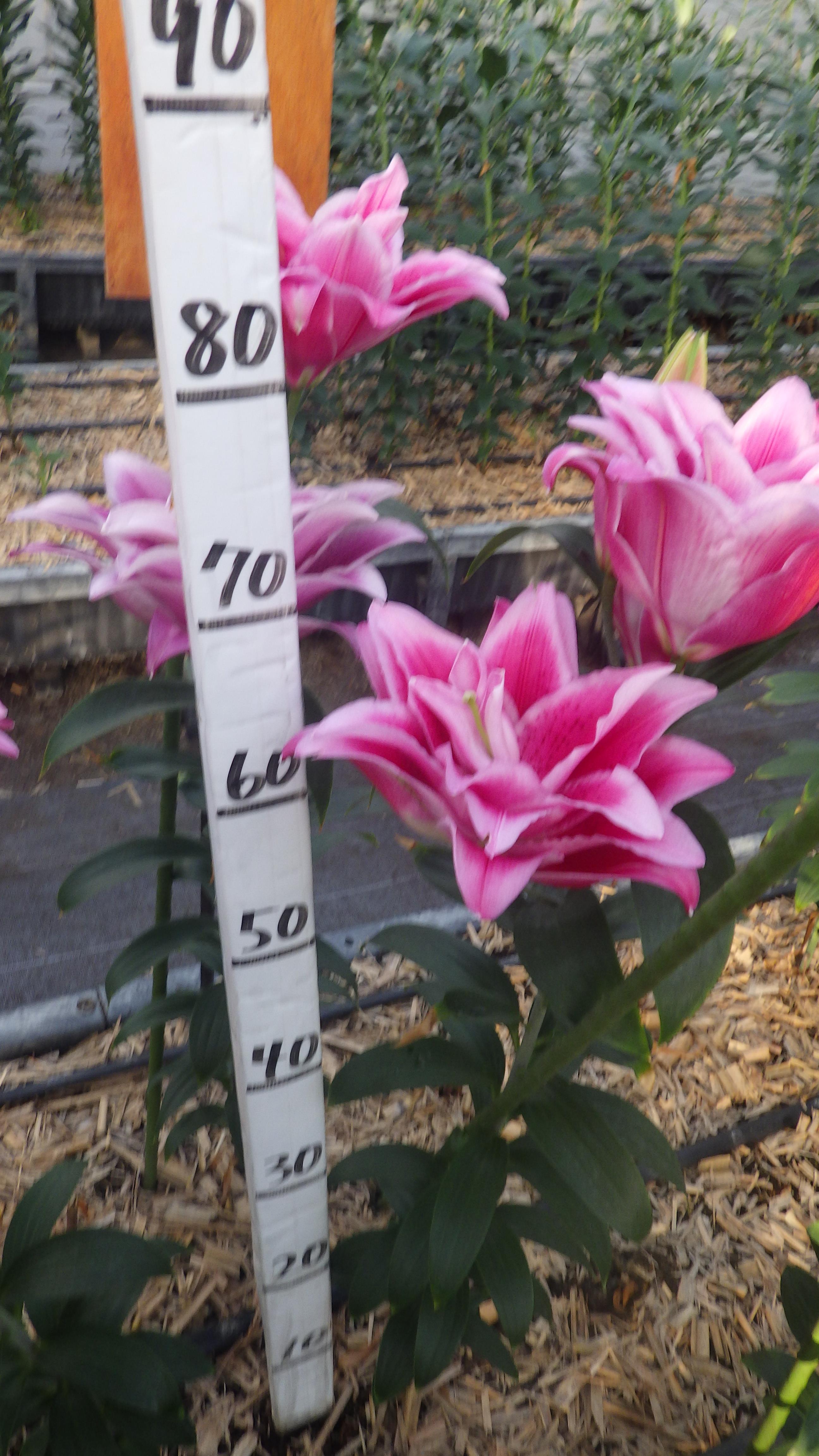 RL ジャスミーナ(八重)